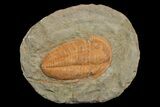 3.1" Hamatolenus vincenti Trilobite - Tinjdad, Morocco - #173251-1